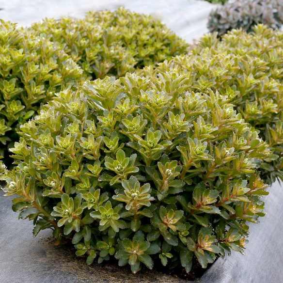 Sedum telephium Double Martini® - Pépinière La Forêt