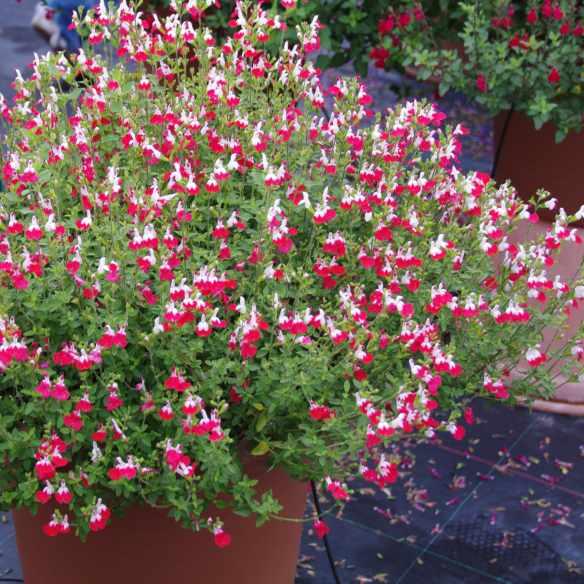 Salvia Little Kiss® - Pépinière La Forêt