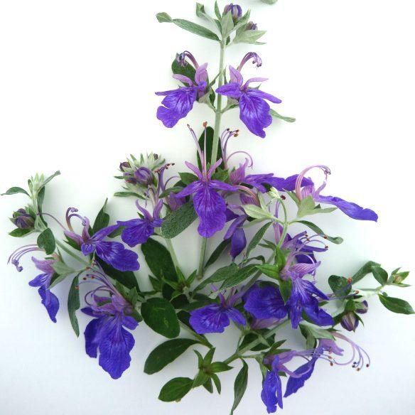 Teucrium Curaçao® - Pépinière La Forêt