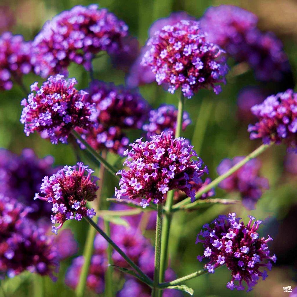 VERBENA BONARIENSIS METEOR SHOWER®  - Pépinière La Forêt