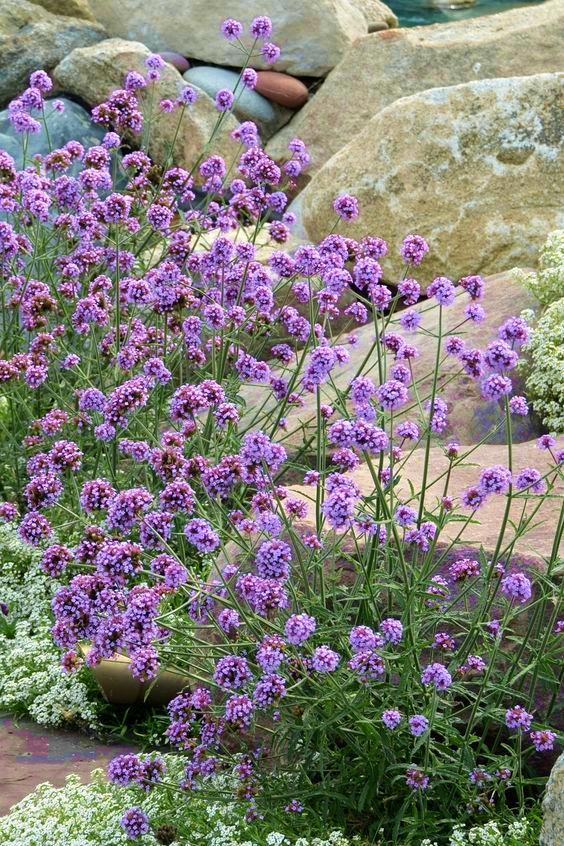 VERBENA BONARIENSIS METEOR SHOWER®  - Pépinière La Forêt