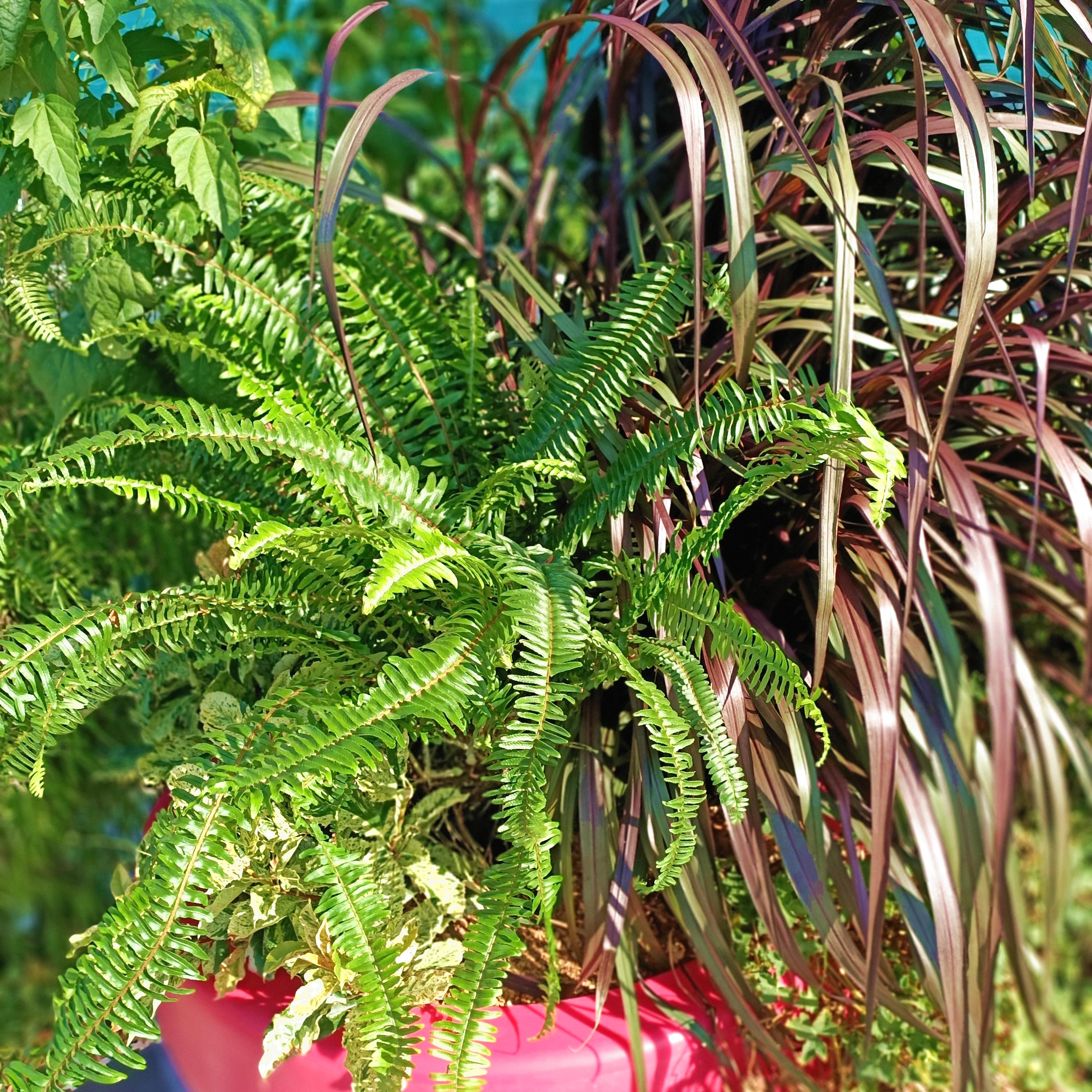 Nephrolepsis cordifolia 'ArcticJungle' - Pépinière La Forêt