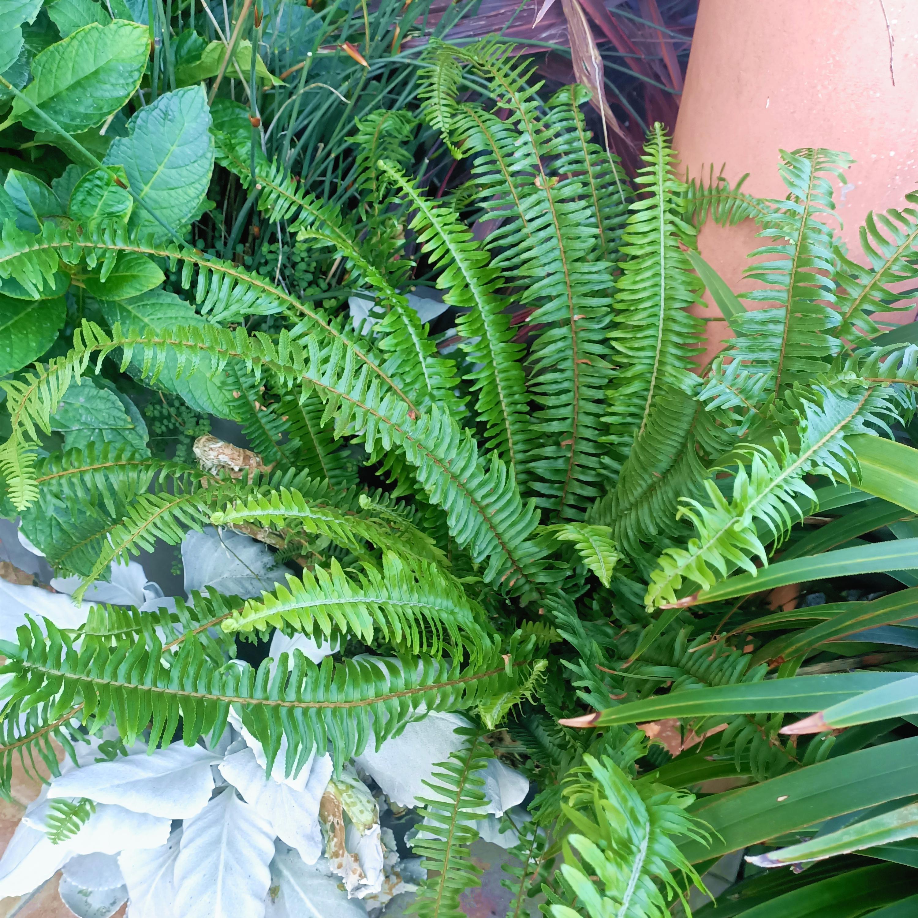 Nephrolepsis cordifolia 'ArcticJungle' - Pépinière La Forêt