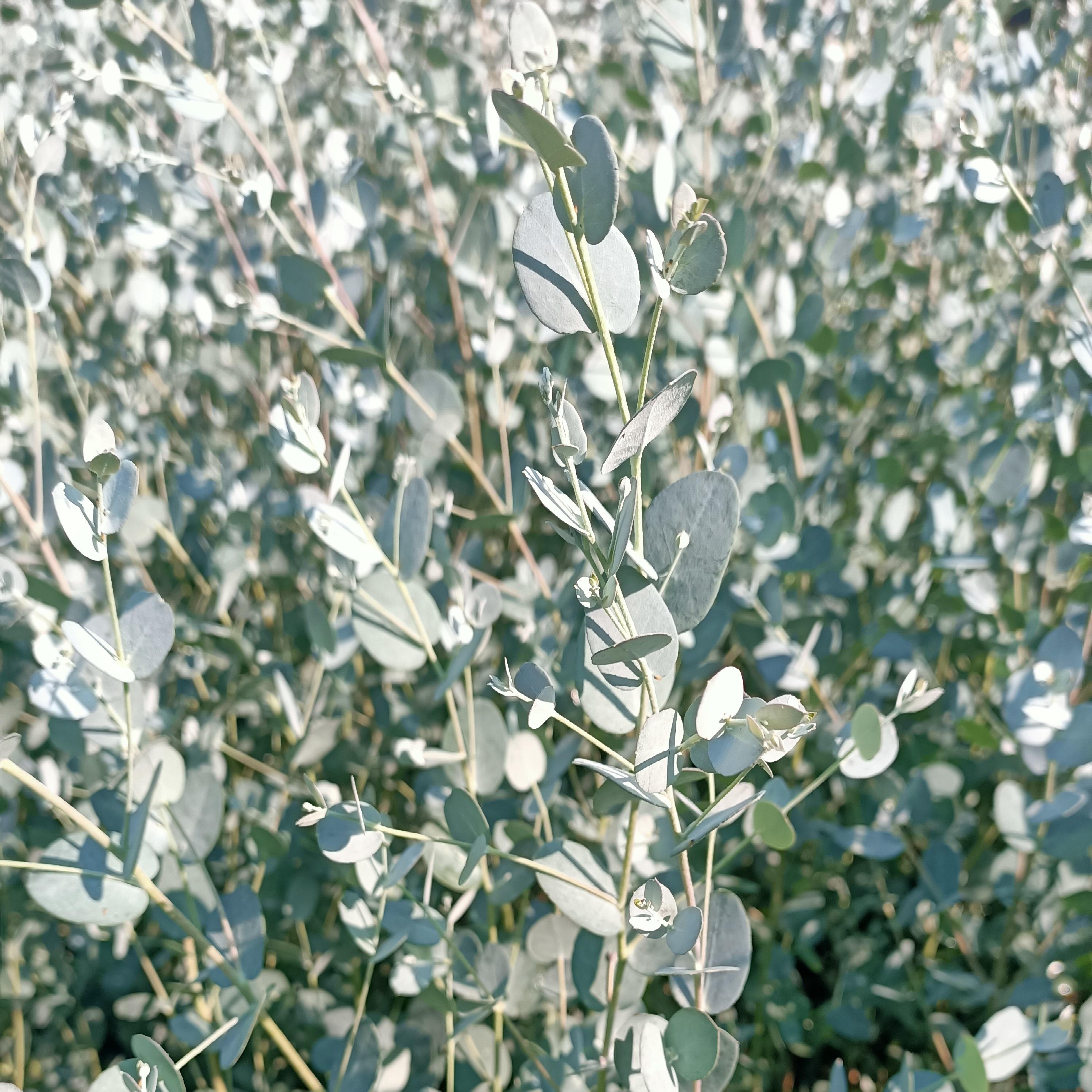 Eucalyptus Gunny Silverana ® - Pépinière La Forêt