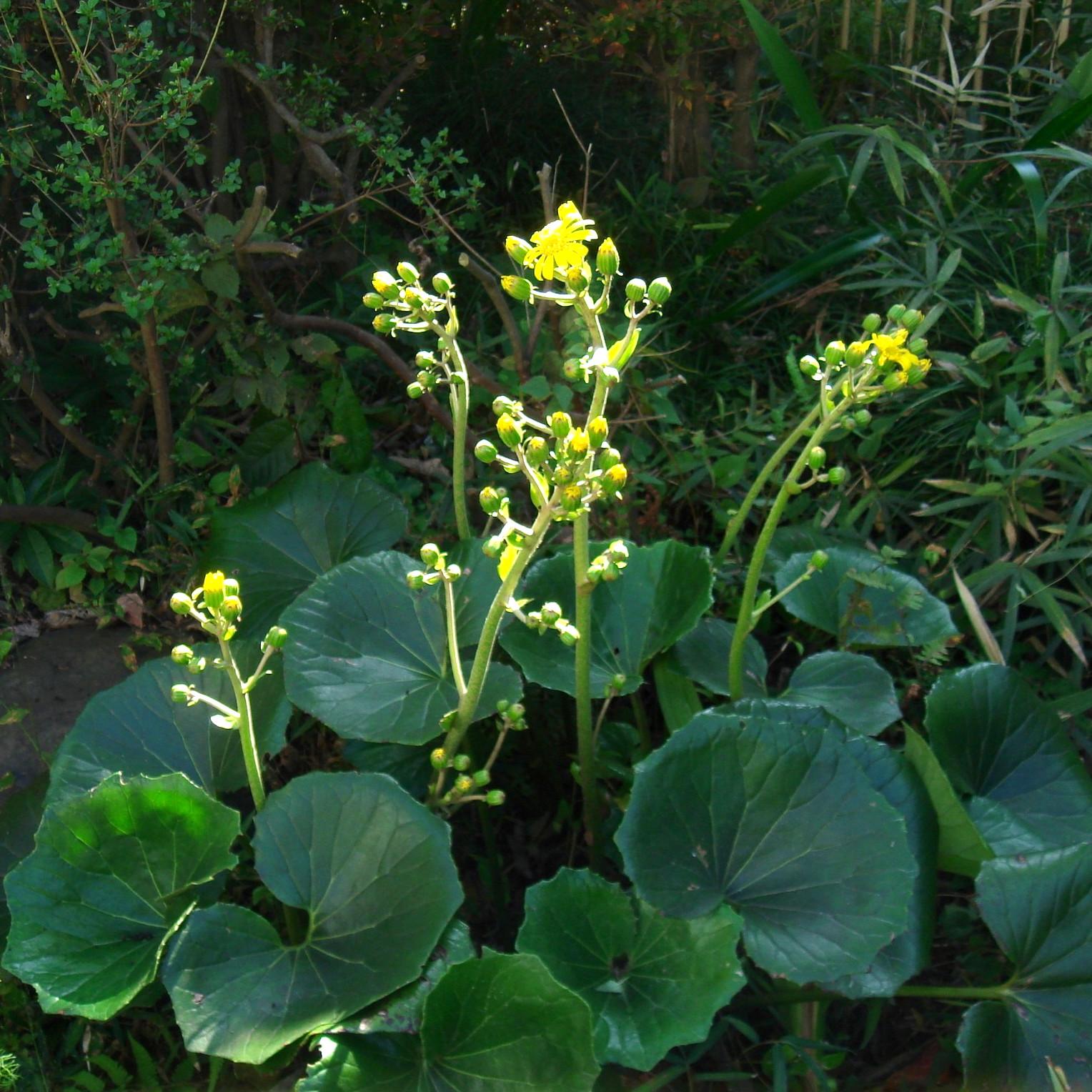 Farfugium japonicum - Pépinière La Forêt