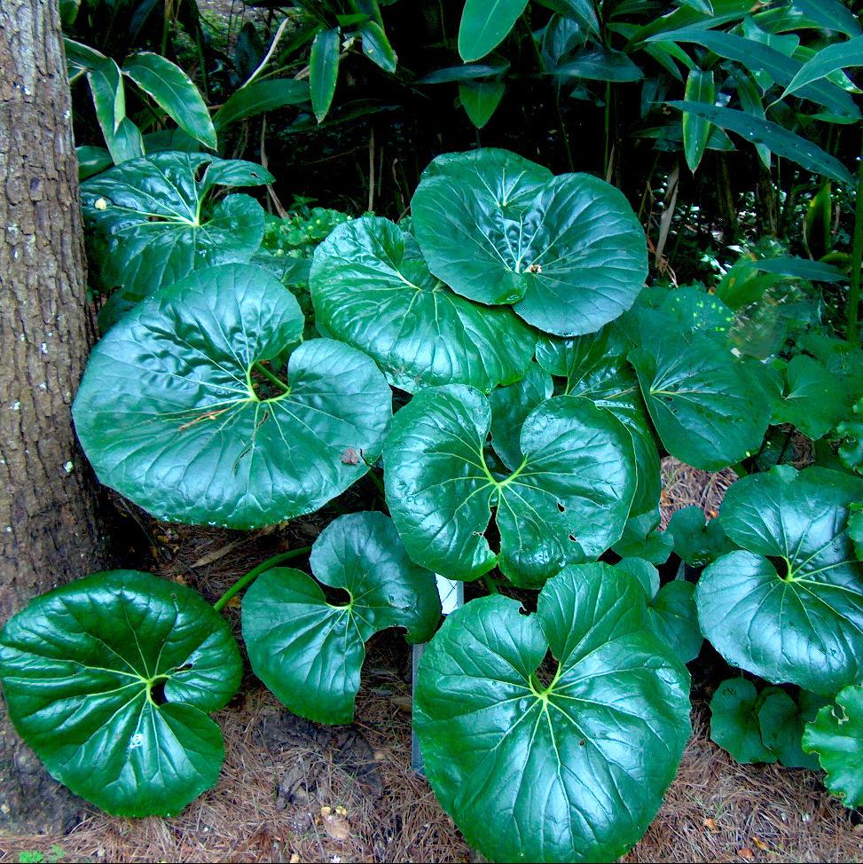 Farfugium japonicum - Pépinière La Forêt