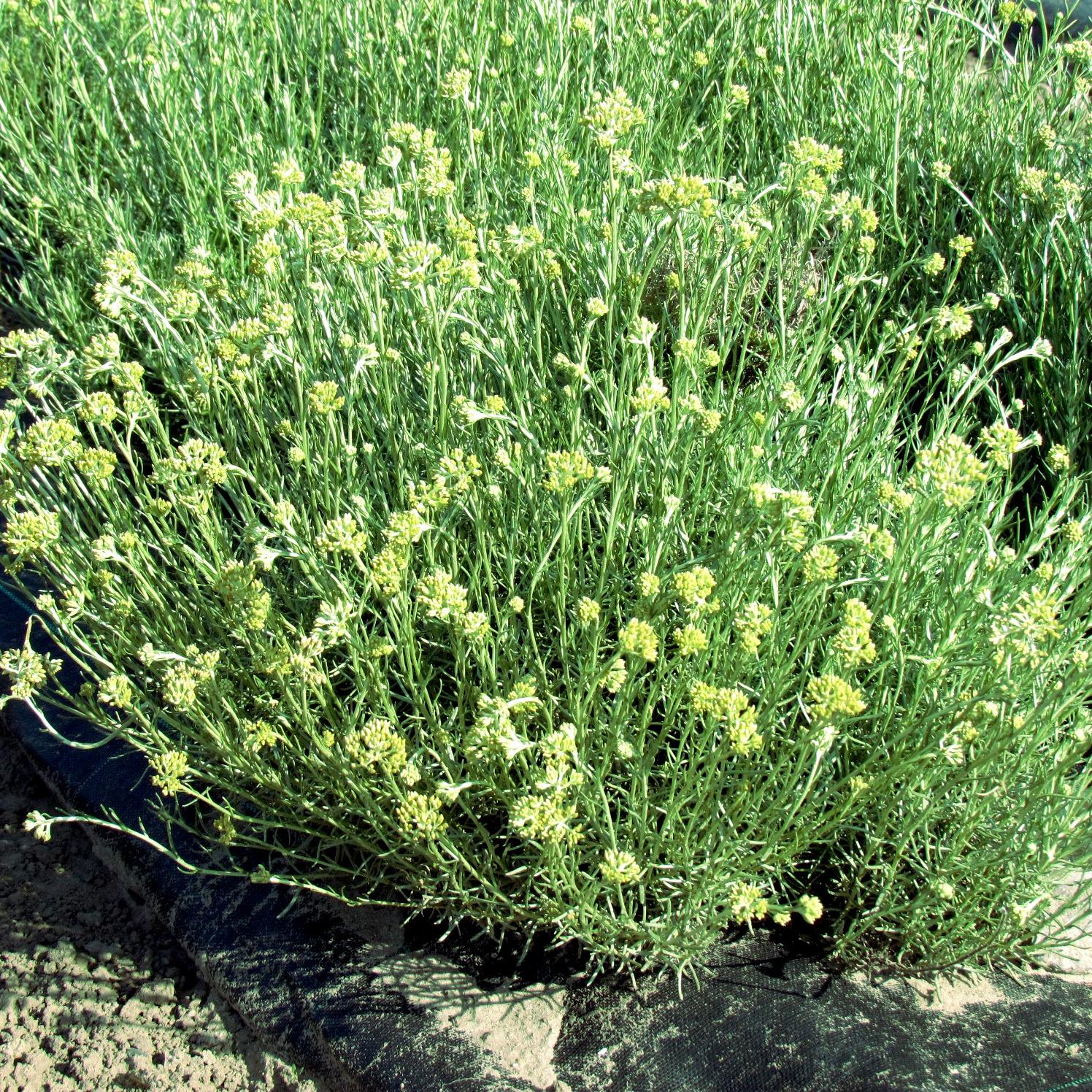 Helichrysum italicum Weisses Wunder - Pépinière La Forêt