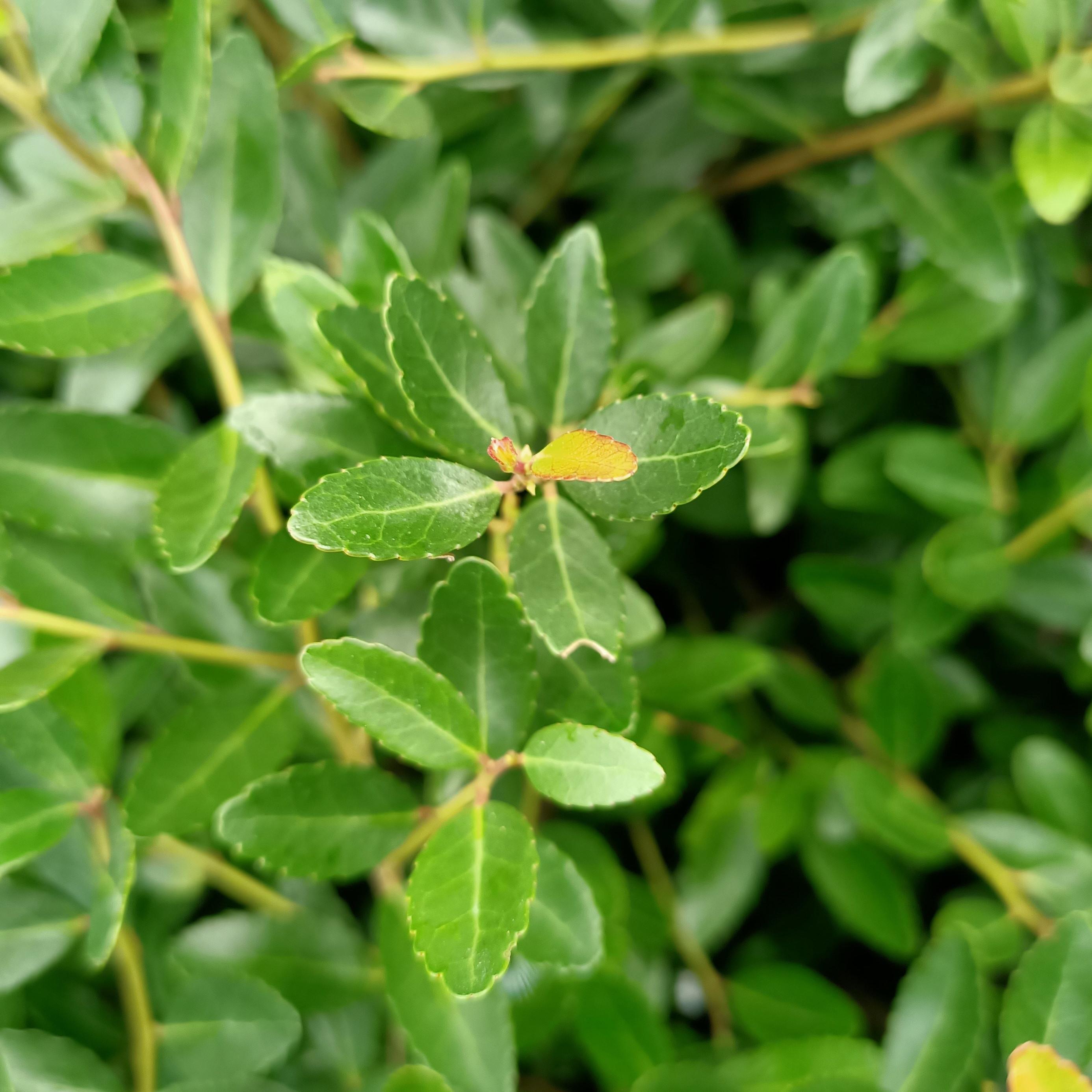 Ilex vomitoria nana Hollybox - Pépinière La Forêt