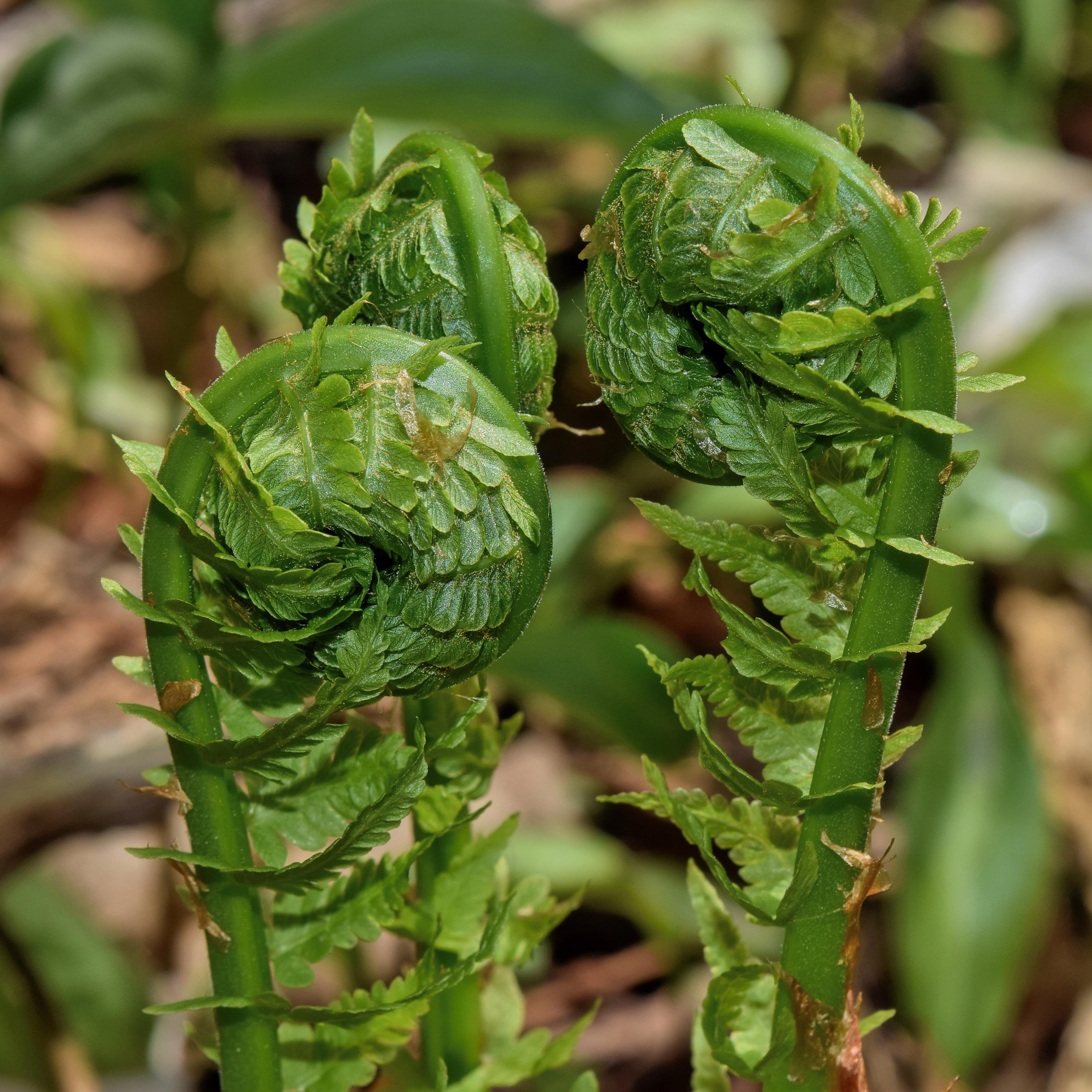 Matteucia struthiopteris - Pépinière La Forêt