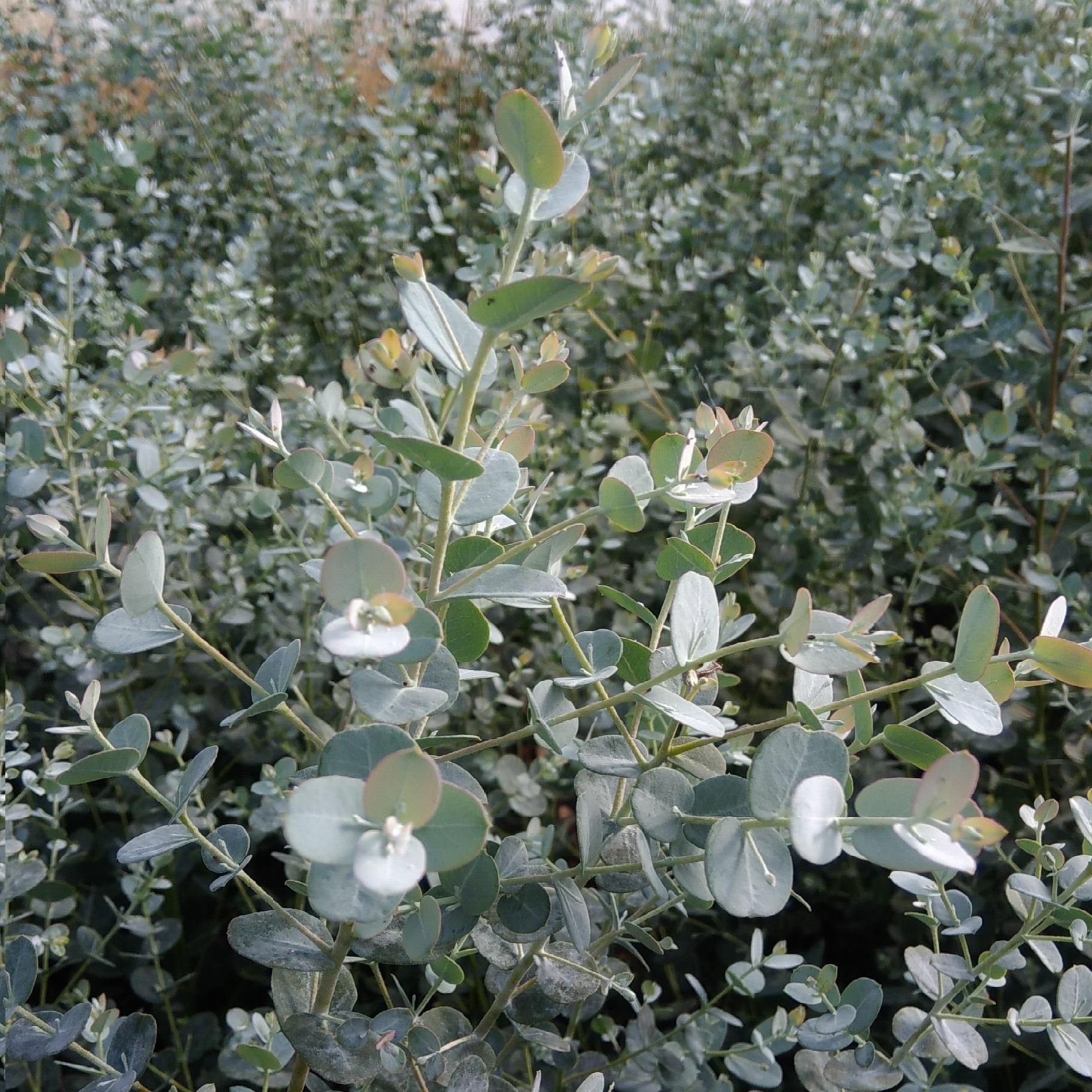 Eucalyptus Gunny Silverana ® - Pépinière La Forêt