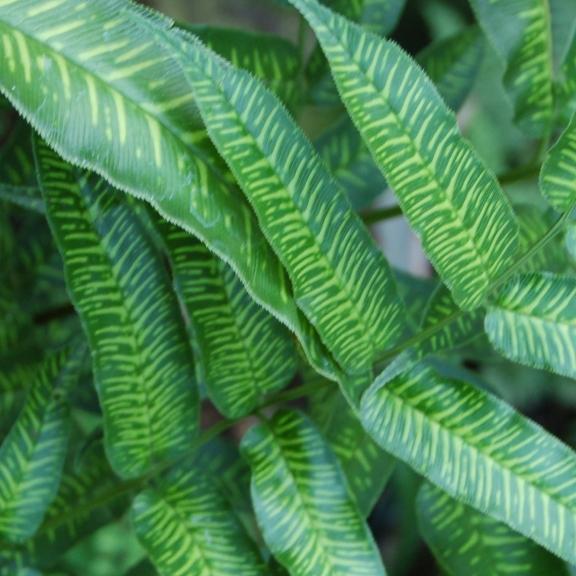 Coniogramme emeiensis 'Golden Zebra' - Pépinière La Forêt