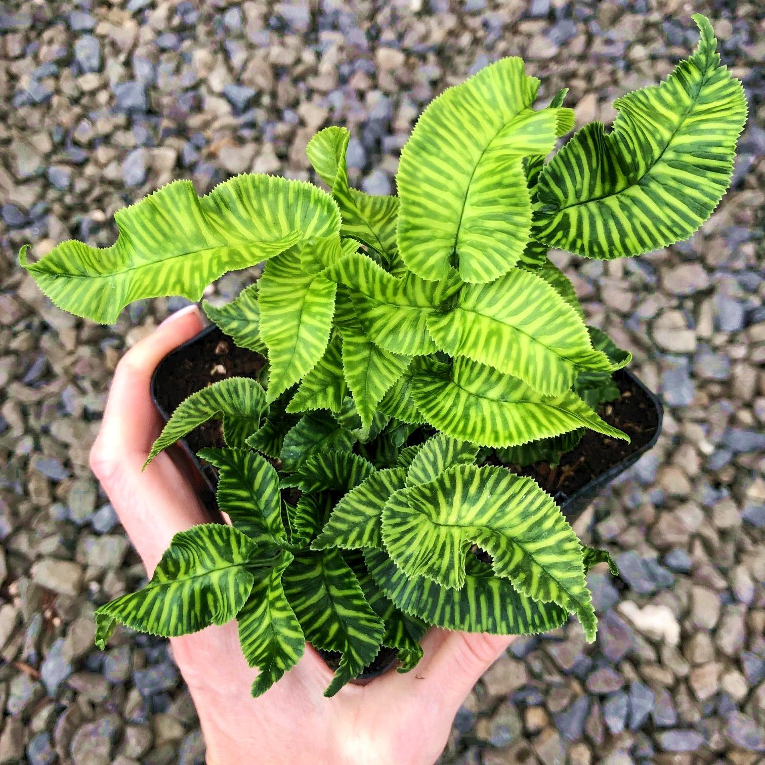 Coniogramme emeiensis 'Golden Zebra' - Pépinière La Forêt