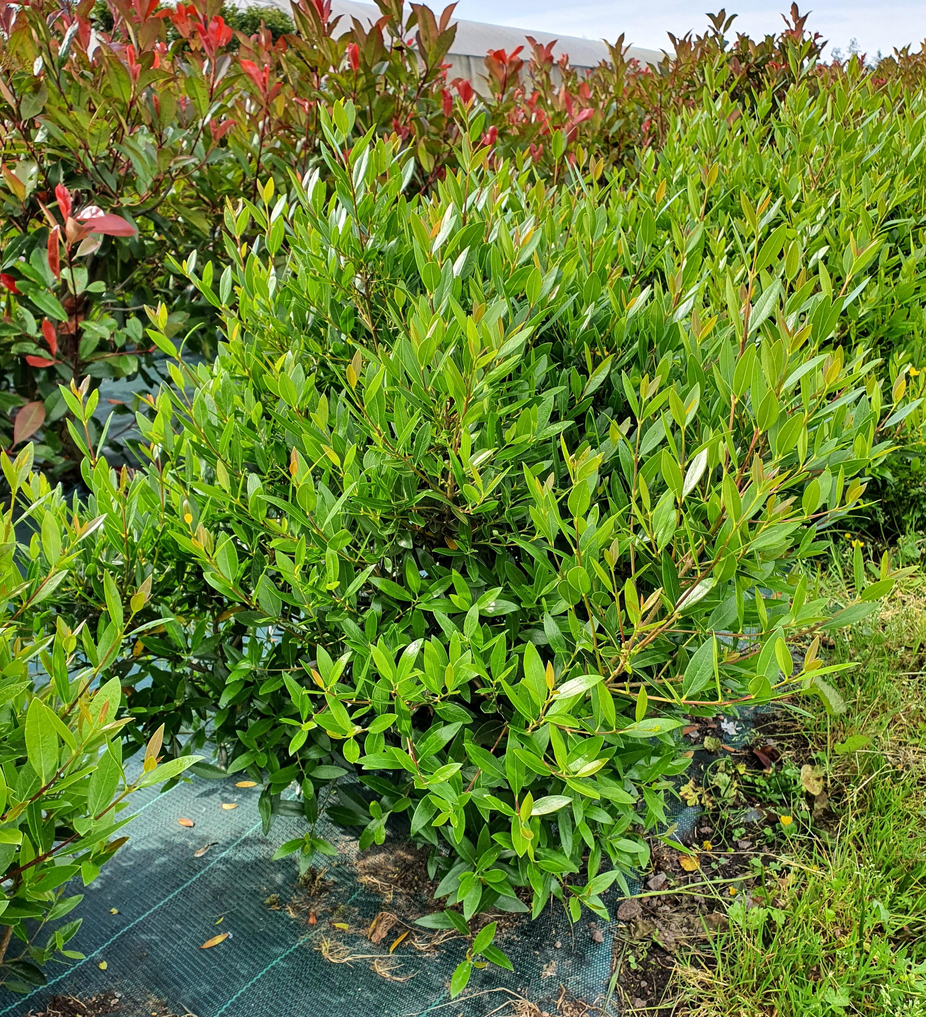 phillyrea angustissima Greenball - Pépinière La Forêt