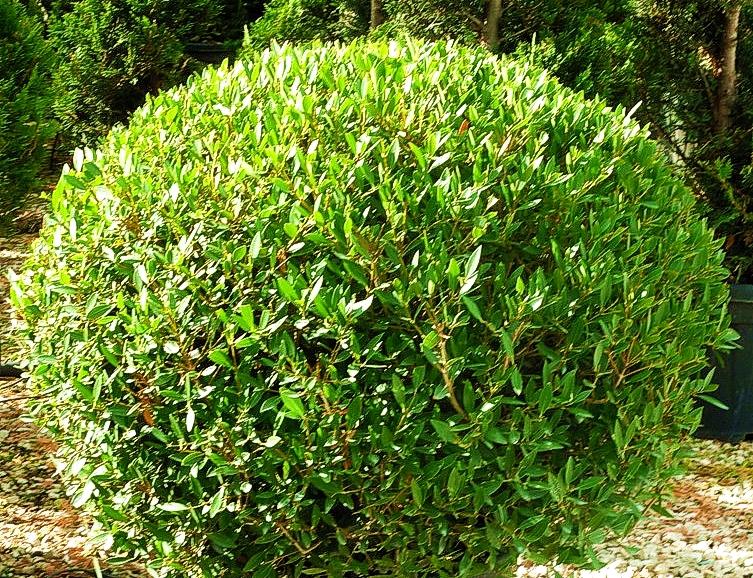 phillyrea angustissima Greenball - Pépinière La Forêt