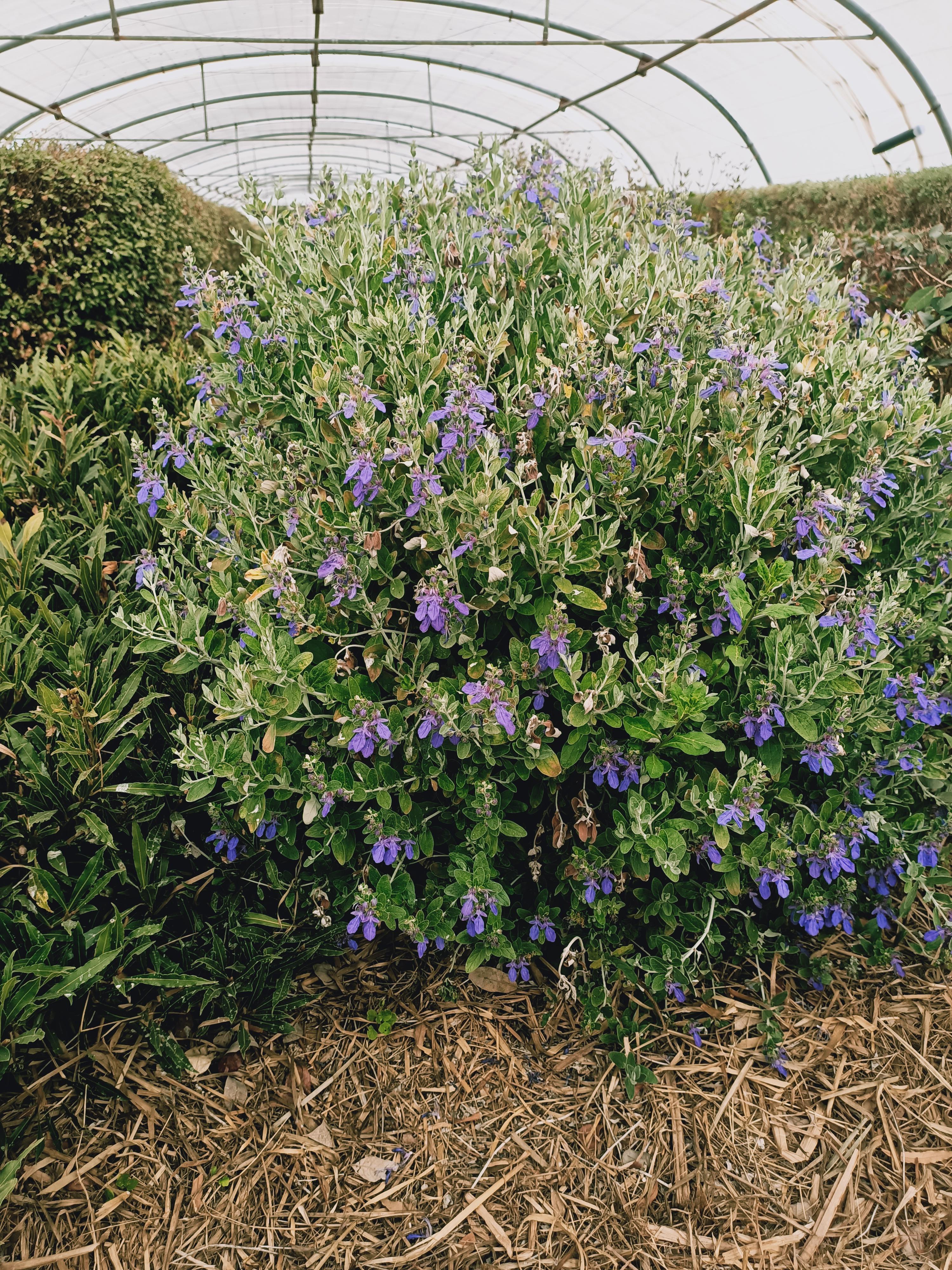Teucrium Curaçao® - Pépinière La Forêt