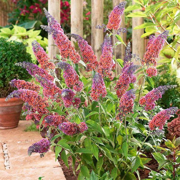Buddleja weyeriana flower power - Pépinière La Forêt