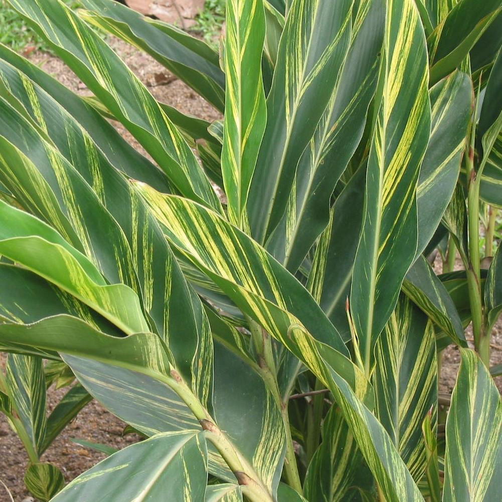 ALPINIA zerumber Variegata - Pépinière La Forêt