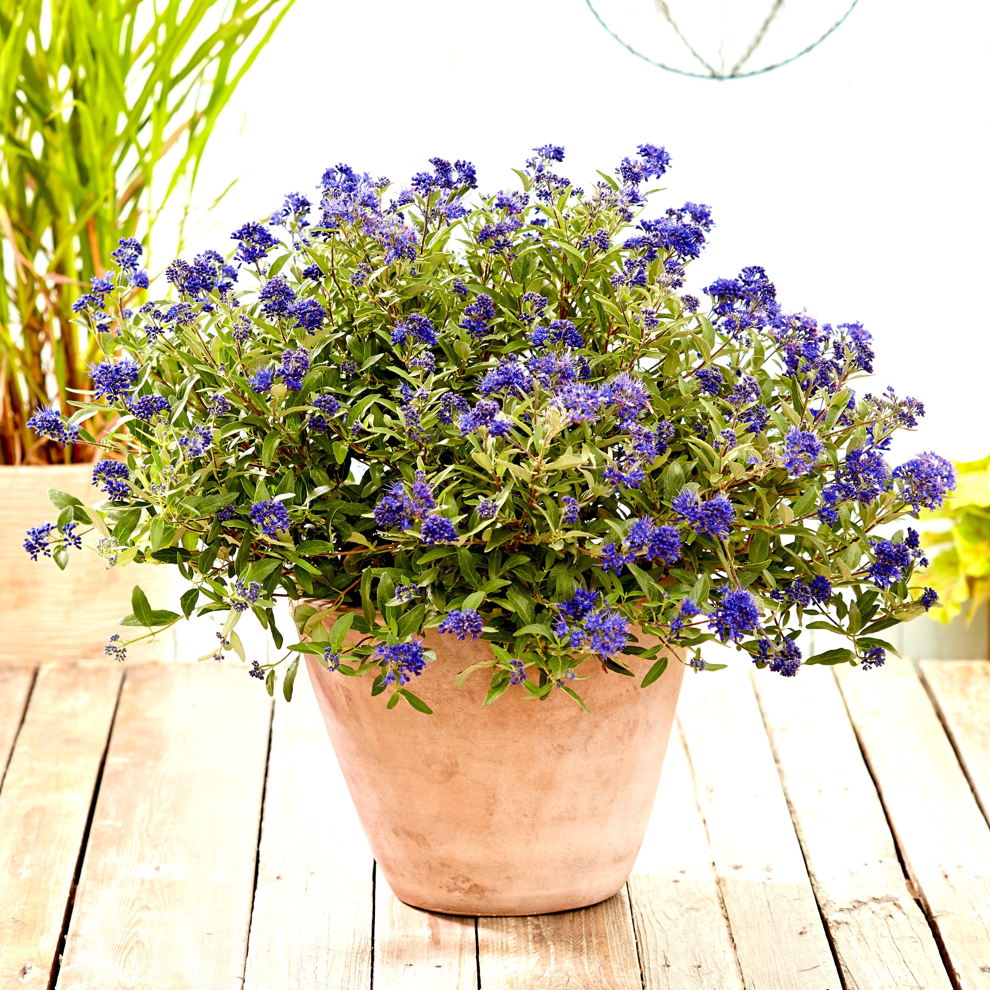 CARYOPTERIS clandonensis Camara ® - Pépinière La Forêt