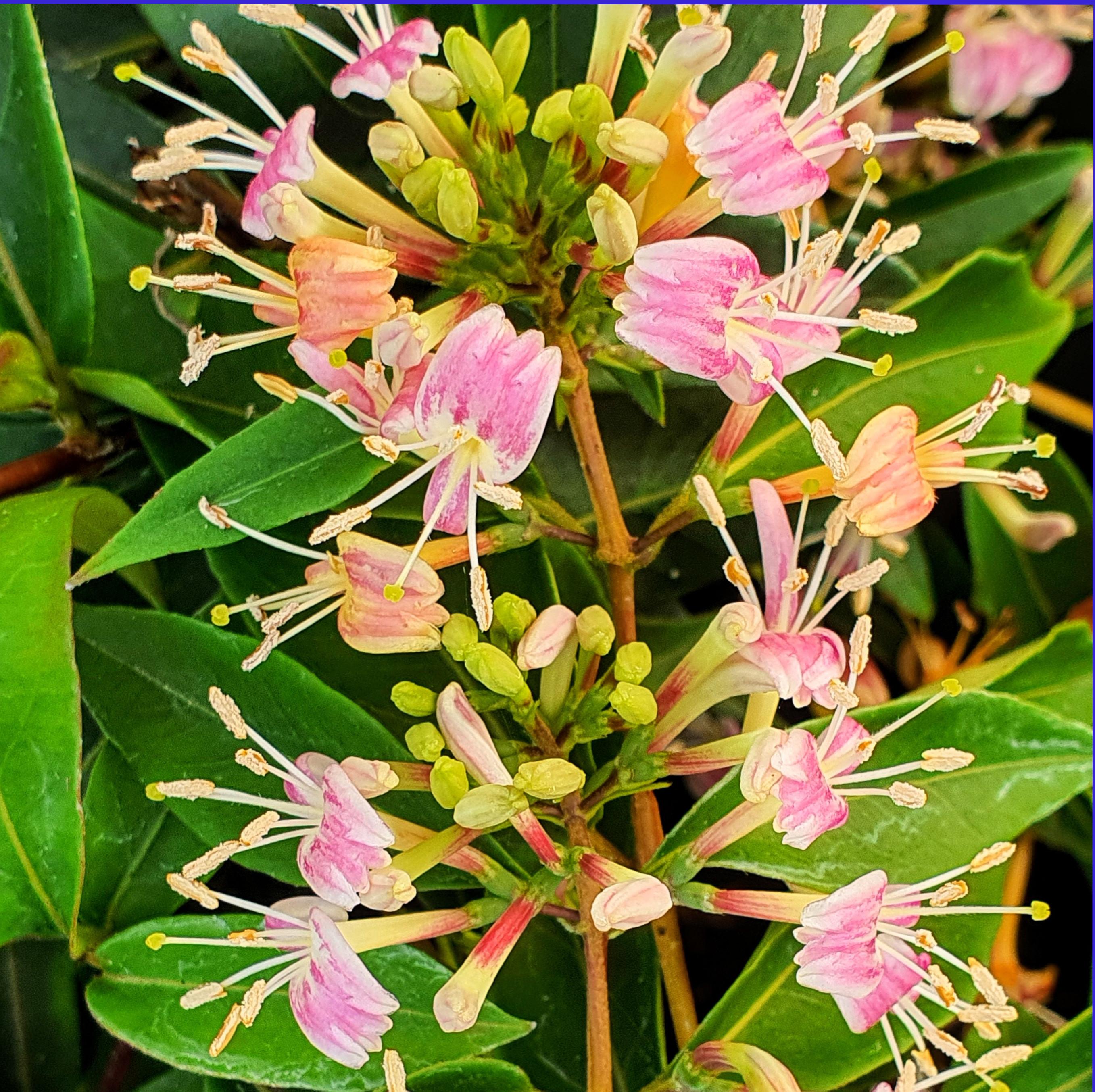 LONICERA X Marinella® - Pépinière La Forêt